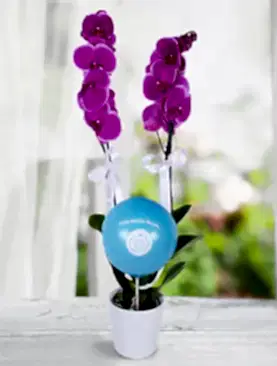 2 dal mor orkide