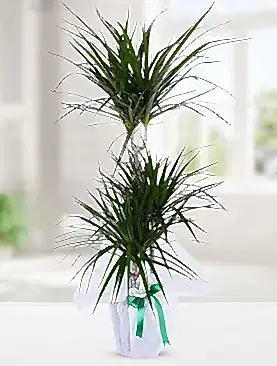 3'lü drecenia margarita