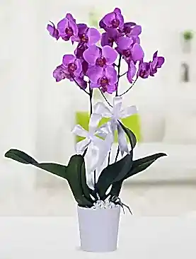 2 dal mor orkide seramik