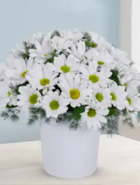 beyaz papatya seramik