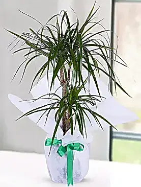 2'li drecenia margarita