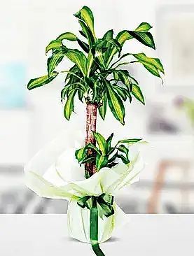 2'li yucca masengena