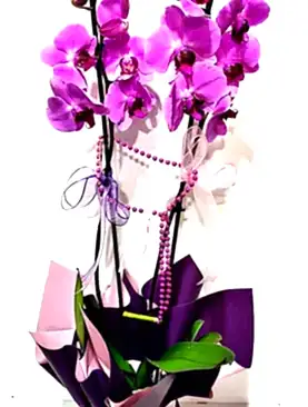 Asaletli Mor 2 Dal Orkide