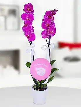 2 dal mor orkide pembe balon