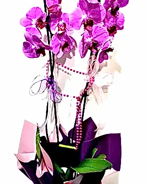 Asaletli Mor 2 Dal Orkide