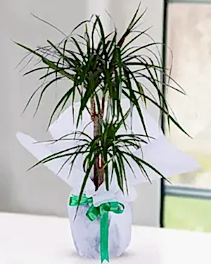 2'li drecenia margarita