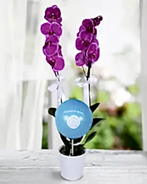2 dal mor orkide