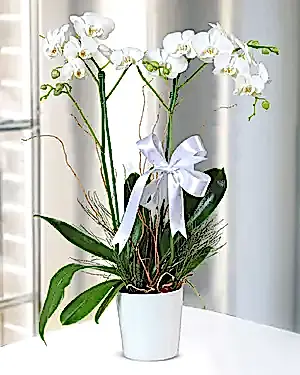 Seramik Saksıda Çift Dal Beyaz Orkide