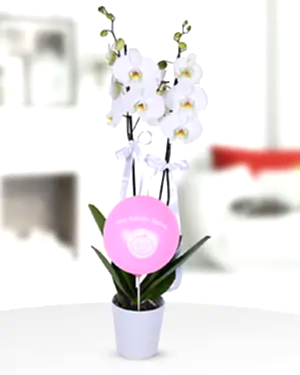 2 dal beyaz orkide