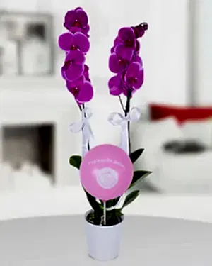 2 dal mor orkide pembe balon