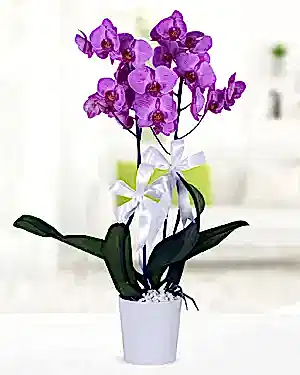 2 dal mor orkide seramik
