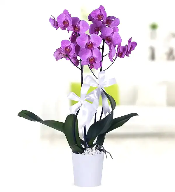 2 dal mor orkide seramik