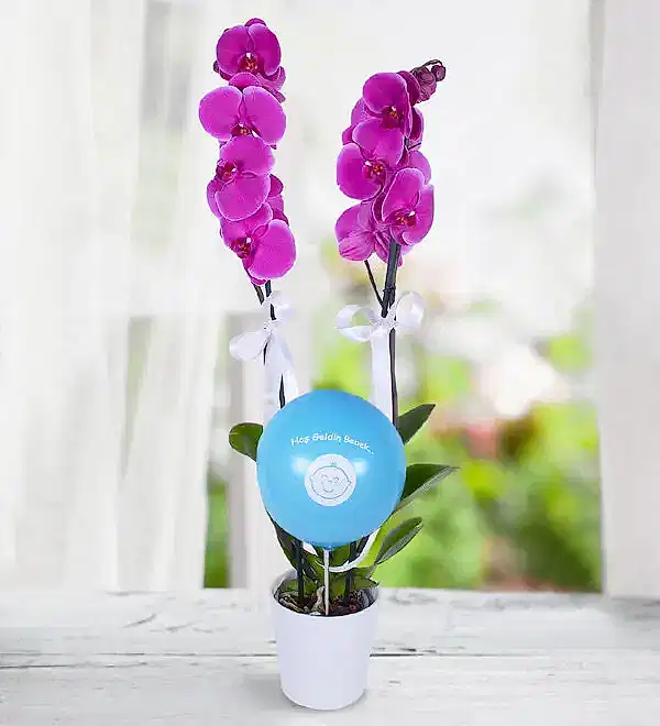 2 dal mor orkide