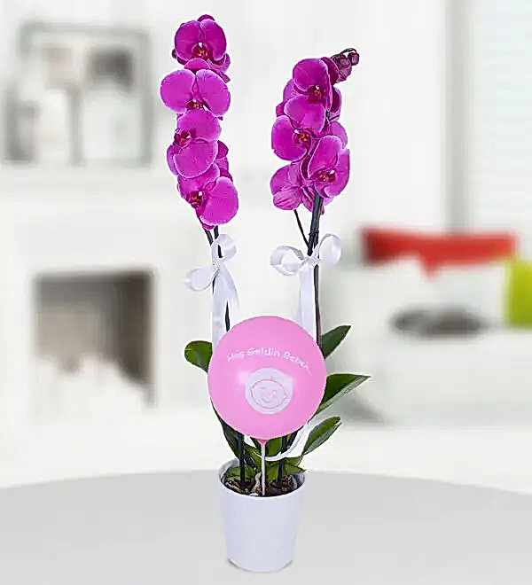 2 dal mor orkide pembe balon